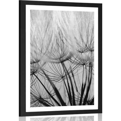 Plakát s paspartou pampelišková semena v černobílém provedení - 30x45 white