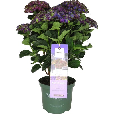 Magical® GreenFire - Purple - Magical® Хортензия Мacrophylla
