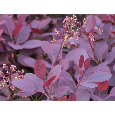 Ruj vlasatá Royal Purple (kontejner p9)