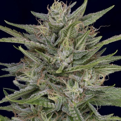 Don Avalanche Seeds Don AK semena neobsahují THC 5 ks
