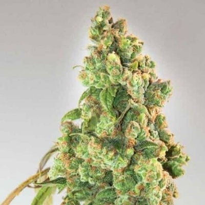 Expert Seeds Nurse Lilly CBD semena neobsahují THC 3 ks