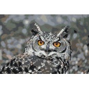 Vymalujsisam Malování podle čísel Sova 3