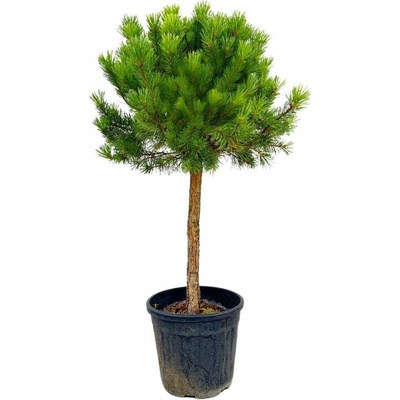 Borovica lesná WATERERI NANA na kmienku 70-80 cm, kont. 9 l