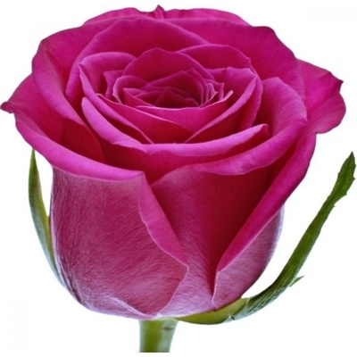 Růže CERISE SUCCESS 35 cm (M) – Zboží Dáma