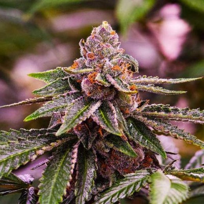 Nirvana Girl Scout Cookies AUTO semienka neobsahujú THC 5 ks