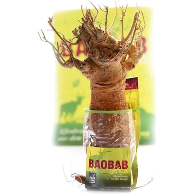 Contigo Sadenice baobabu zo Senegalu, 8-9 rokov