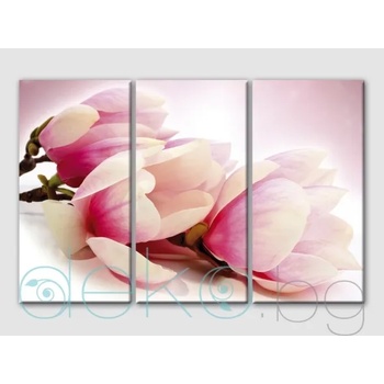 Image 1 of Магнолия (30007)