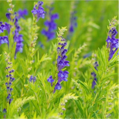 Šišák bajkalský - Scutellaria baicalensis - semena - 15 ks