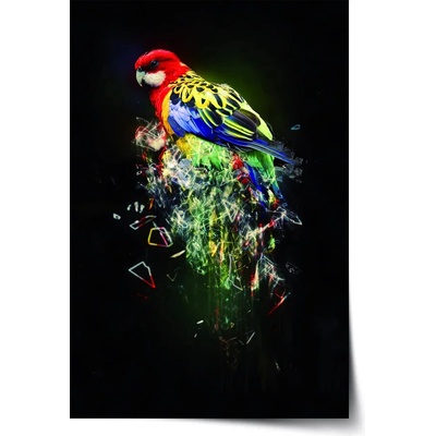 Sablio Plagát Farebný papagáj - 60x40 cm