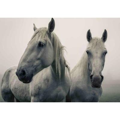 Pohľadnica 3D - White horses