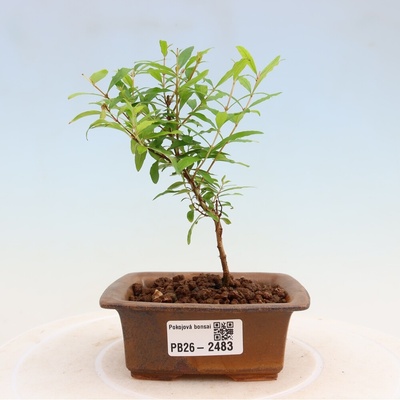 e-bonsai Pokojová bonsai-PUNICA granatum nana-Granátové jablko
