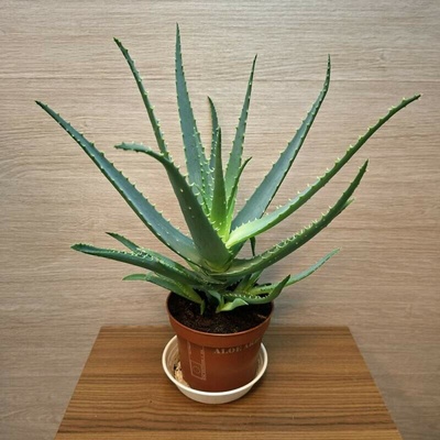 Aloe Arborescens