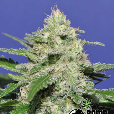 Bomb Seeds Widow Bomb semena neobsahují THC 5 ks