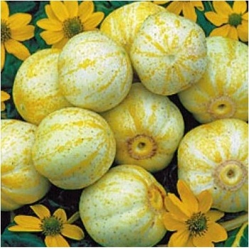 BIO uhorka Lemon - Cucumis sativus - predaj bio semien - 8 ks