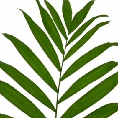 PALM CHICO JUNIOR 35cm