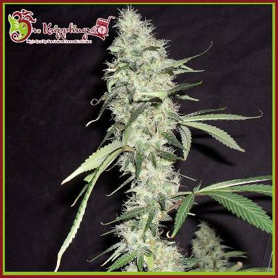 Dr. Krippling Seeds Sonic Bloom AUTO semena neobsahují THC 5 ks
