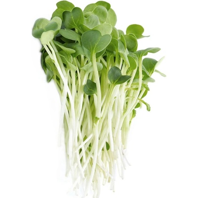 Microgreens, semínka na klíčky - Vojtěška Alfalfa 20g