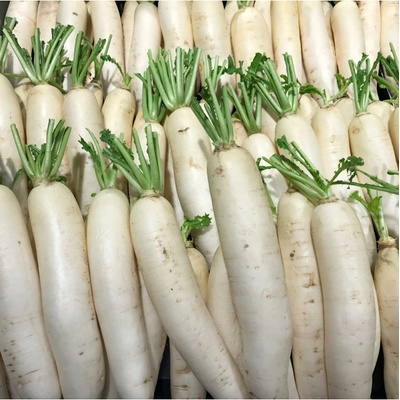 Ředkev Alabaster F1 - Raphanus sativus - semena ředkve - 100 ks