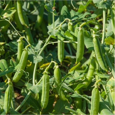 BIO Hrách cukrový Norli - Pisum sativum - bio semena hrachů - 75 ks