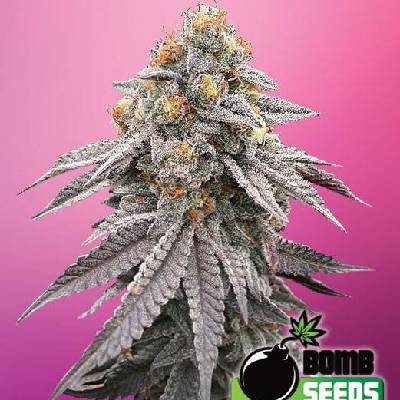 Bomb Seeds Runtz Bomb semena neobsahují THC 5 ks