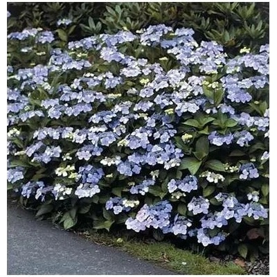 Hydrangea serrata 'Bluebird' 20-30 C2L