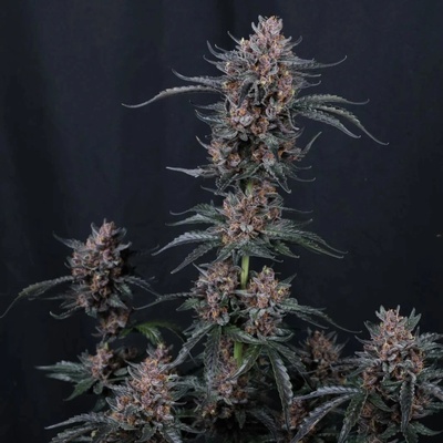Fast Buds Mango Cherry Runtz Auto semena neobsahují THC 3 ks