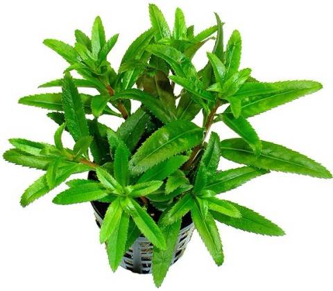 Proserpinaca palustris