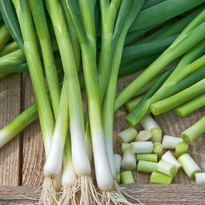 Cibule zimní svazková Freddy - Allium fistulosum - prodej semen - 250 ks