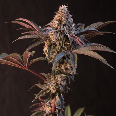 Fast Buds Lemon Cherry Runtz semienka neobsahujú THC 5 ks