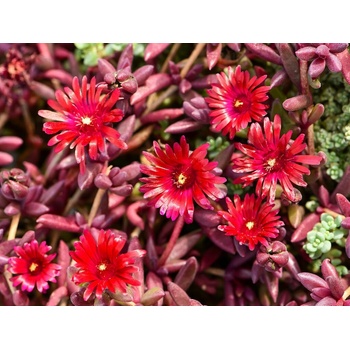 Poludňovka Desert Dancer Red - Delosperma, kont. 0,5 l