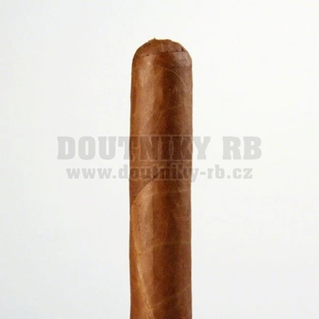 Cusano Robusto