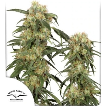 Dutch Passion Pamir Gold semena neobsahuji THC 100 ks