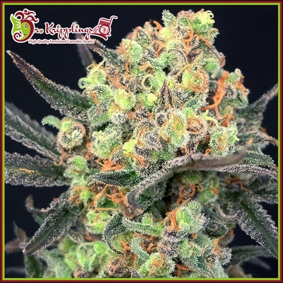 Dr. Krippling Seeds Candy Mintz semienka neobsahujú THC 5 ks