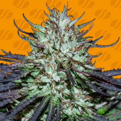 Original Sensible Seeds Blueberry Ghost OG semena neobsahuji THC 10 ks