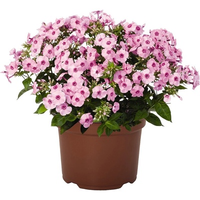Flox metlinatý Flame Pro Pink Pop - Phlox paniculata, kont. 1 l