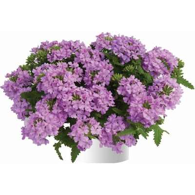 Železník Vanessa Compact Lavender
