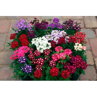 Semena jednoleté Verbeny zahradní (Verbena Hybrida) MIX 1 g