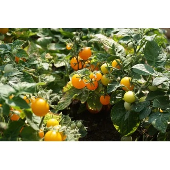 Image 1 of Seklos Чери домати балконски Венус Venus