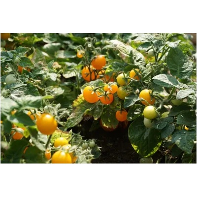 Seklos Чери домати балконски Венус Venus