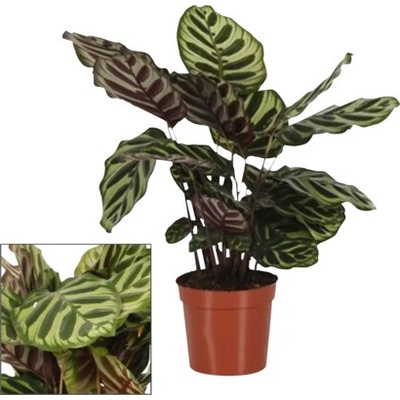 Kalátea FloraSelf Calathea 'Makoyana' cca 50 cm květináč Ø 14 cm