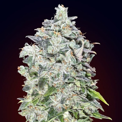 00 Seeds Bank Auto Kush semienka neobsahujú THC 100 ks