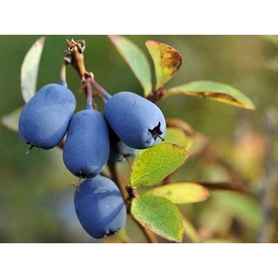 Zemolez kamčatský Blue Velvet, výška 30-40 cm, kvetináč 1,5 l