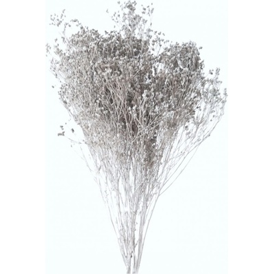 Stabilizovaný Broom Bloom šedý, kytice/svazek 50g