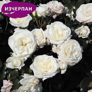 Tantau® Роза Aspirin®