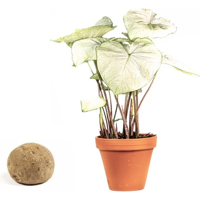 Gardners Caladium Florida Moonlight - hlíza Kaládium, andělská křídla, užovník