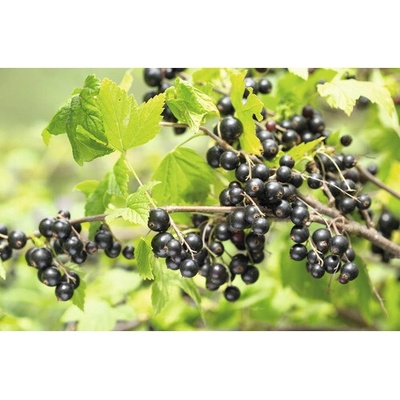 Ríbezľa čierna bio FloraSelf Bio Ribes nigrum 'Titania' cca 40 cm kvetináč 3 l