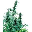 Sensi Seeds Early Skunk semena neobsahují THC 10 ks