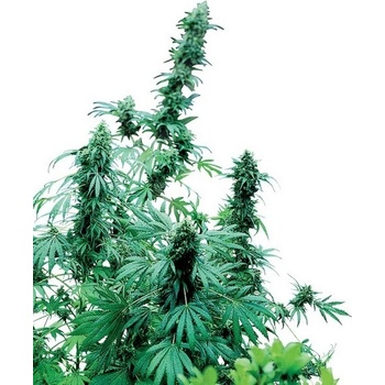 Sensi Seeds Early Skunk semena neobsahují THC 10 ks