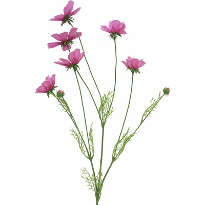 Krásenka - Cosmos bipinatus růžová 92cm