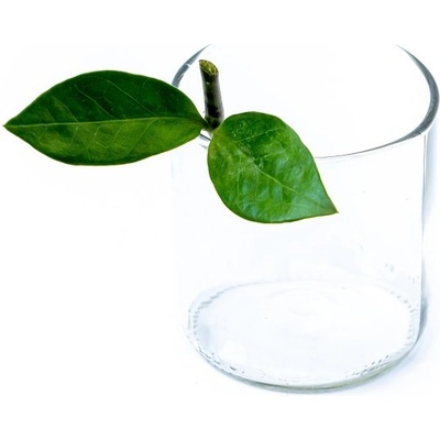 Gardners Zamioculcas zamiifolia - řízek k zakořenění Kulkas, zamiokulkáda